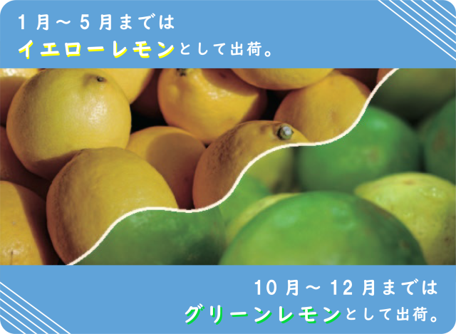 説明画像 広島レモン